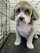Negocio To The Dogs Grooming