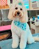 Negocio Top Dog Grooming