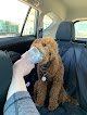 Negocio Top Dog Grooming Salon