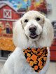 Negocio Top Dog Grooming Salon