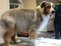 Negocio Top Dog Grooming