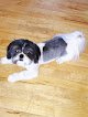 Negocio Top Notch Grooming