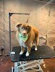 Negocio Top Paws Pet Salon