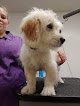 Negocio Top Tail Pet Grooming