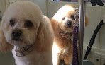 Negocio Total Pawfection Dog Grooming