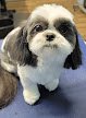 Negocio Tracy's Puppy Palace, Llc
