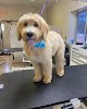 Negocio Trans-fur-mation Grooming Llc