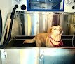 Negocio Twisted Tailz Mobile Pet Spa