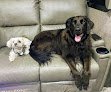Negocio Ultra Pet Mobile Grooming Inc