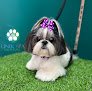 Negocio Unik Spa For Pets, Inc