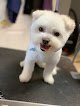 Negocio Unleashed Dog Grooming