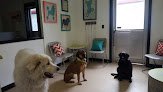 Negocio Unleashed Grooming, Boarding & Dog Daycare
