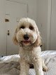 Negocio Unleashed Spa Pet Grooming