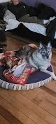Negocio Urban Paws