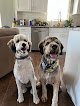 Negocio Utah School Of Pet Grooming