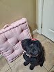 Negocio V Dawg's Pet Grooming