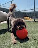 Negocio Vera's Posh Paws Moore - Dog Daycare, Boarding And Grooming
