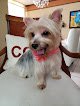 Negocio Vid Grooming