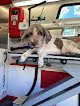 Negocio Vip Mobile Grooming Lakewood Ranch