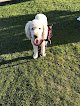 Negocio Vip Pet Grooming