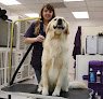 Negocio Wag N' Wash Natural Pet Food & Grooming