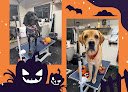Negocio Wag & Wash Dog Grooming