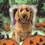 Negocio Wager Tails Pet Grooming Llc