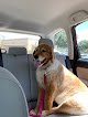 Negocio Waggin Tails Mobile Pet Grooming