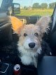 Negocio Waggin' Time Pet Grooming