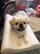 Negocio Waggin Wheels Mobile Dog Grooming