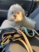 Negocio Wagging Tails