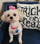 Negocio Waggy Tail Grooming & Pet Resort The