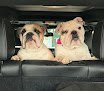 Negocio Wags To Riches Grooming, Llc.