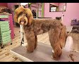 Negocio Wags To Riches Grooming Salon