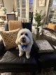 Negocio Wags To Riches Pet Grooming