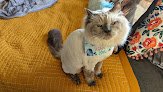 Negocio Wags To Whiskers
