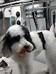 Negocio Wags & Whiskers Pet Grooming & Whiskers A-go-go Mobile Grooming