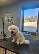 Negocio Wags -n- Whiskers Pet Spa Llc