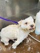 Negocio Wandererhub Pet Salon- Washington Heights