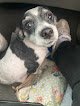 Negocio Wayne's World Of Pet Grooming