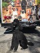 Negocio We Call It Puppy Luv