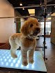 Negocio Well Groomed Pets Summerlin