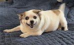 Negocio Whiskers And Tails Mobile Dog Grooming