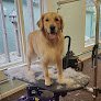 Negocio Wildflower Pet Spa