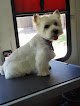 Negocio Woof And Fluff Mobile Pet Styling