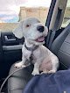 Negocio Woof Gang Bakery & Grooming Henderson