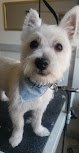 Negocio Woof River Dog Grooming