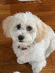 Negocio Yappy Campers Pet Salon, Boutique, And Doggie Daycare