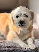 Negocio Yolanda's Mobile Pet Grooming Llc