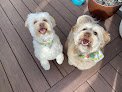 Negocio Yucky Puppy Pet Grooming